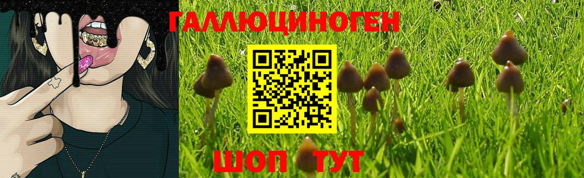 Псилоцибиновые грибы MAGIC MUSHROOMS Курганинск